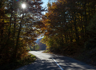 Road through the forest in the mountains. Montenegro. Color autumn.n
