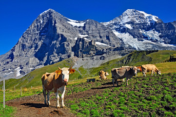Kuh vor Eigernordwand, Jungfraujoch - obrazy, fototapety, plakaty