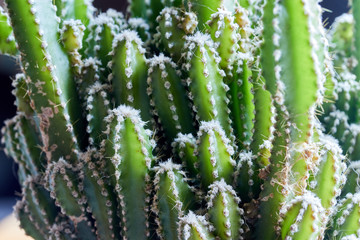 large decorative green cactus with small needles