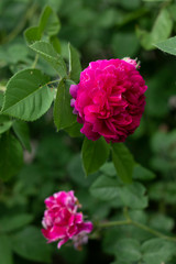 pink rose in garden