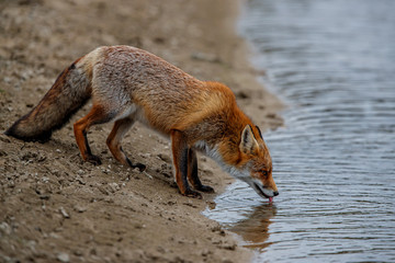 Red Fox in the dunes of the Amsterdam water supply area near the village of Zandvoort