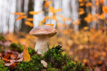 Fire salamander (a black yellow spotted) sitting in moss near the boletus mushroom against the autumn misty beech forest background, rare wild animal in natural environment