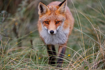 Red Fox in the dunes of the Amsterdam water supply area near the village of Zandvoort