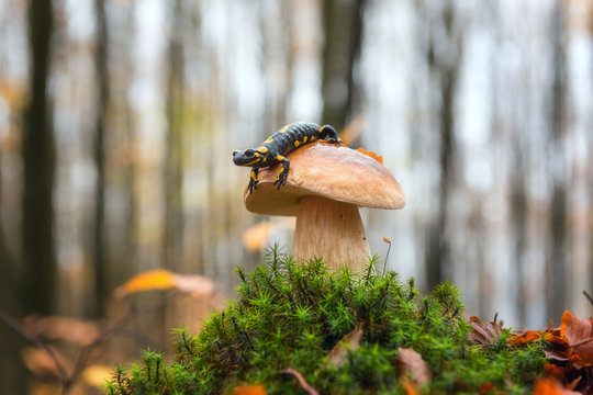 Fototapeta Fire salamander (a black yellow spotted) sitting on the boletus mushroom against the autumn misty beech forest background, rare wild animal in natural environment