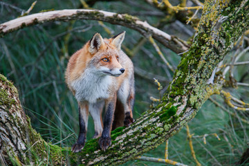 Red Fox in the dunes of the Amsterdam water supply area near the village of Zandvoort