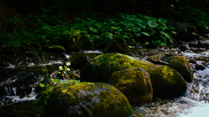 Fototapeta premium Camomile