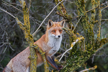 Red Fox in the dunes of the Amsterdam water supply area near the village of Zandvoort