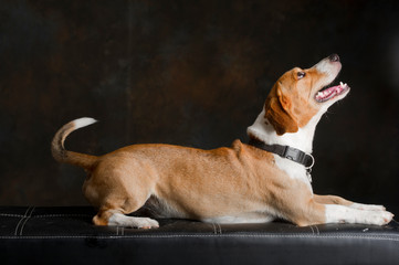 Portrait of a bigel dog looking up
