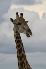 Girafe