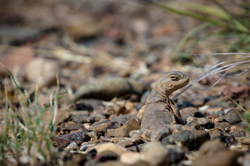 lizard on rock