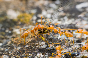 macro close up ants are helping to transport food 