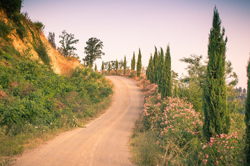 Typical tuscan curved road lined with cypresses