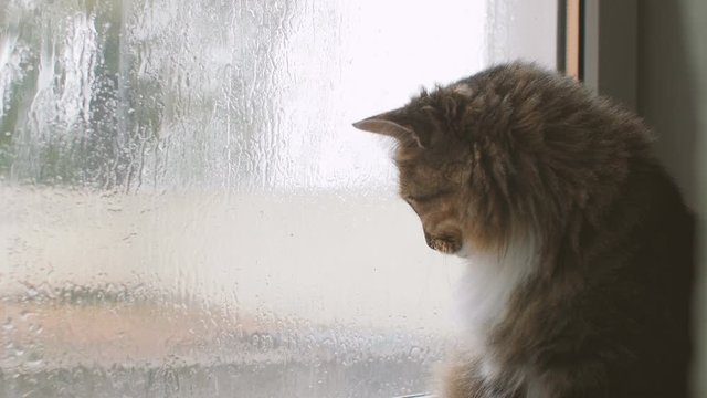 fluffy cat in melancholy mood sitting near the window watching the rain outdoors, a pet on background of glass with water drops, weather concept