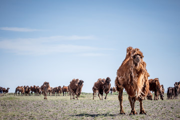camels in desert
