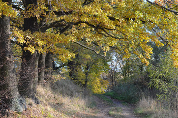 Landscape with colorful autumn beech tree, Poland. 