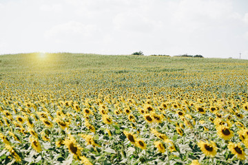 Fototapeta premium Beautiful Landscape of sunflowers blooming in the field with mountain range horizon background with sunlight.