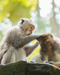 Cute monkeys cleaning in Bali monkey forrest