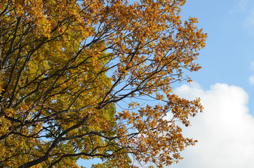 Landscape with colorful autumn beech tree, Poland. 