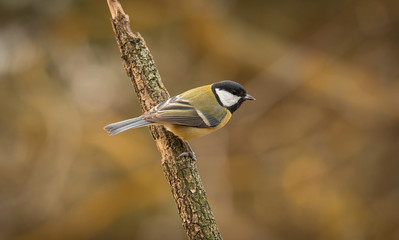 Great titmouse standing a branch