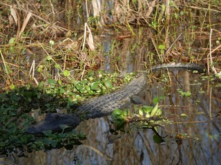 Side view, top shot of an alligator in the swamps
