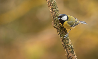 Great titmouse standing a branch