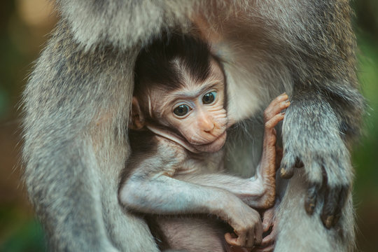 Baby Monkey Images Browse 7 141 Stock Photos Vectors And Video Adobe Stock