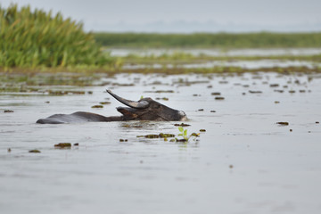 Buffalo swimming for food