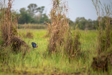 Purple Swamphen looking for food in the swamp