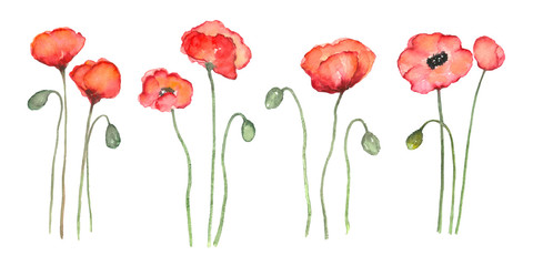 Red poppy watercolor painting set on isolated white background hand painted art in elements or clipart - 302443770