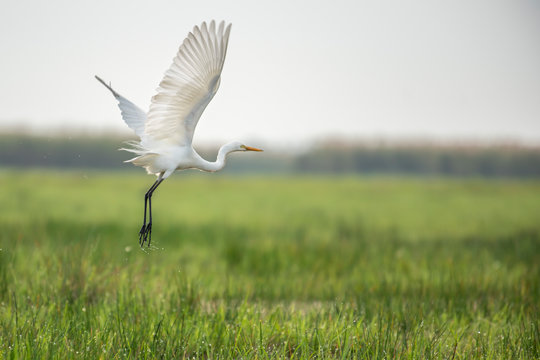 Great egret flying in the meadow