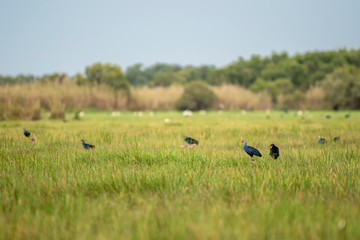 Purple Swamphen looking for food in the swamp