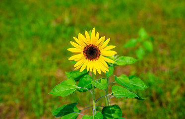 The Sunflower blossom in the morning, in the fresh air, feel the freshness