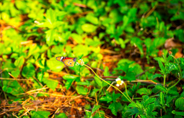 Butterflies on the island twigs , drinking nectar from flowersof the morning look beautiful