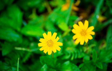 Yellow grass flower bloom in the morning and look beautiful    