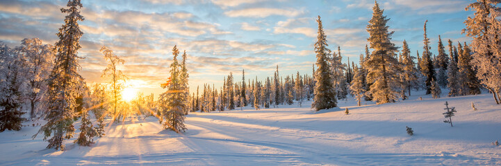 Snowy panoramic landscape at sunset, frozen trees in winter in Saariselka, Lapland, Finland