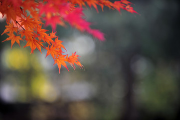 The maple tree leaves of autumn.