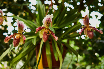 Naklejka na ściany i meble 19-10-27 Prague-Botanic garden Na Slupi-0001-orchid-beautiful flower