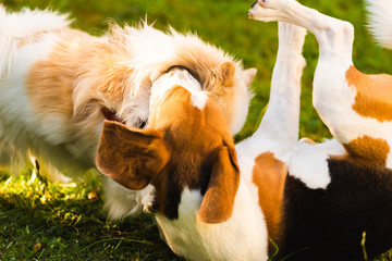 Two dogs playing on a green grass outdoors. Beagle dog with white pomeranian spitz