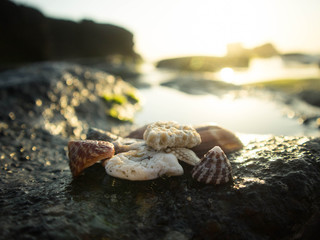 shells on the beach