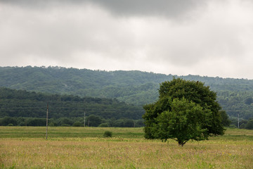 tree in field
