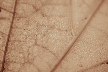 Beautiful bright colorful autumn leaf in the park.