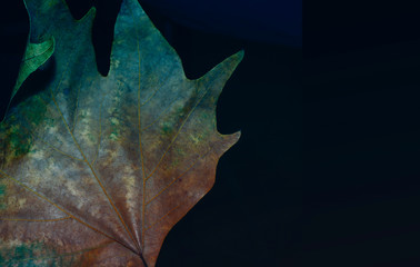 Beautiful bright colorful autumn leaf in the park.