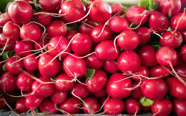 Freshly harvested, purple colorful radish. Growing radish. Growing vegetables.