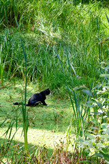 A black cat hunts near the reeds in the middle of the swamp