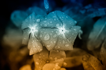A close-up view of water drops on flower petals