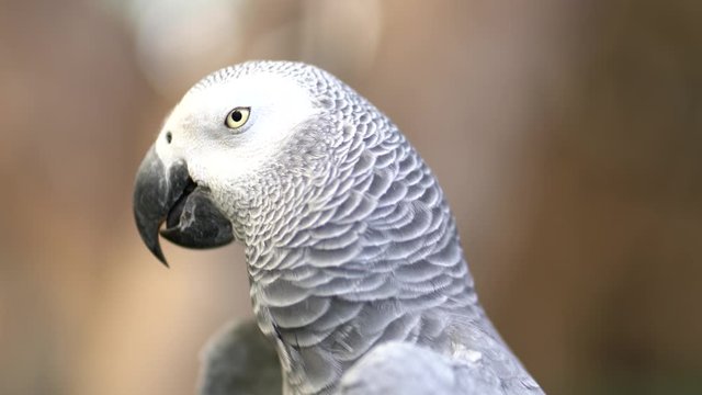 An elegant grey parrot bird in close up. It's standing alone and looking around. Animal portrait 4K VDO.