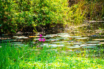 Pink lotus that grows in the pond look beautiful In the morning