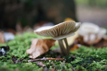 Beringter Flämmling