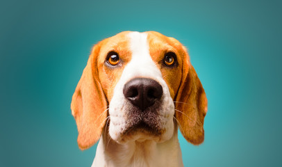 Beautiful beagle dog isolated on Turquoise background. Studio headshoot. Copy space on right © Przemyslaw Iciak