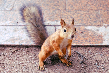 Red squirrel stares standing on his hind legs, close-up